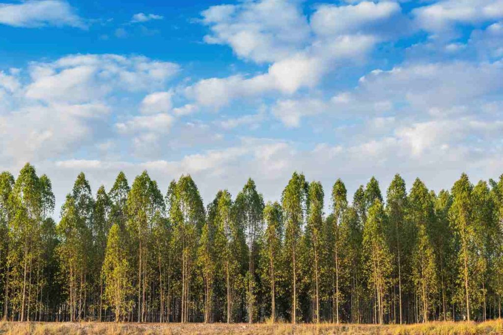 The Many Uses of Eucalyptus Trees