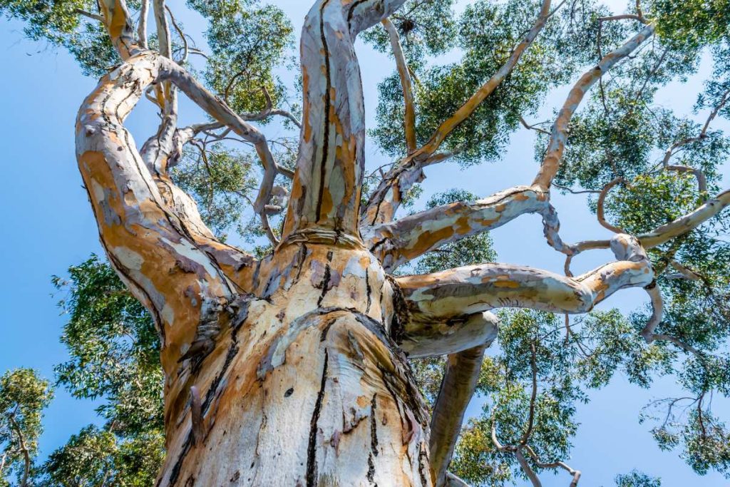 Eucalyptus Trees: Not Just for Gardeners Anymore!